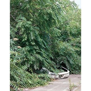 EMRA Antibiotic Guide 18th ed. by MD Brian J. Levine