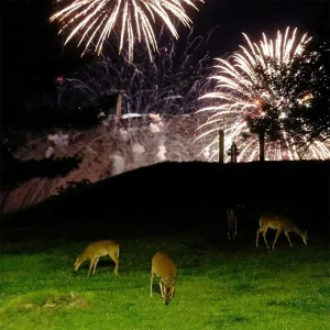 Home Is Where Hunting Season Vinyl LP 2025