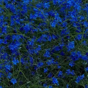 Jefre Cantu-Ledesma Gift Songs Vinyl LP 2025