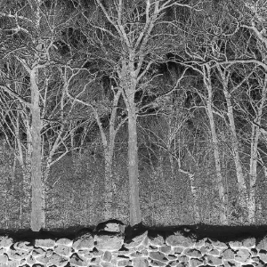 Pile Sunshine And Balance Beams Vinyl LP Indies 2025