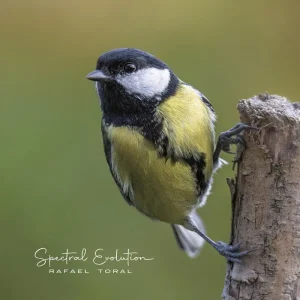 Rafael Toral Spectral Evolution Vinyl LP 2024