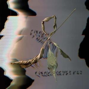 T. Gowdy Trill Scan Vinyl LP 2025