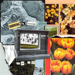 Thank You, I’m Sorry Growing In Strange Places Vinyl LP Orange Crush Colour 2023