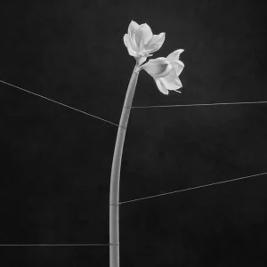 Trentemller Dreamweaver Cassette Tape 2024